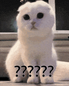 question-mark-cat.gif