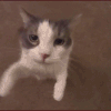 1000009437.gif