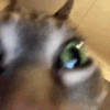 1000009762.gif
