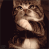 1000002973.gif