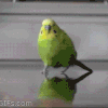 1000003537.gif