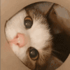 1000004394.gif