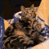 1000004437.gif
