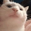 1000004436.gif