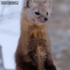 1000004542.gif