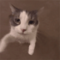 1000021763.gif