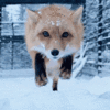 1000032116.gif
