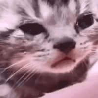 1000035463.gif
