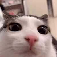 1000035458.gif