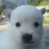 1000001931.gif